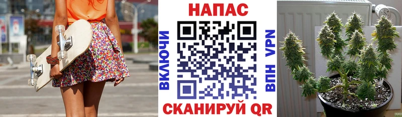 Конопля гибрид  Томилино 